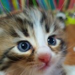 노르웨이숲  캣유치원<b>생들</b>이예요.