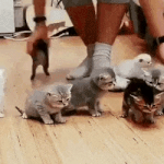 극혐)고양이 잡아 쥐어 뜯기.<b>gif</b>