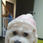 [강아지귀욤] <b>내사</b>랑 흰둥짱아!!!귀요미들