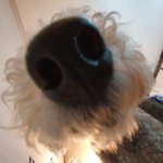 [강아지] 세번째 가족이 생겼습니다 (헐크동생토르:)