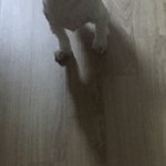 얘들아 우리집 강아지 다리 슬개골탈구야?