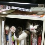 [댓글부탁해] <b>서빙</b>알바 보라색 염색 해도돼?