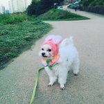 [말티즈] 우리집 <b>영감님</b>