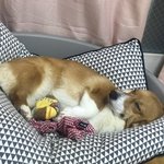 [강아지귀욤] 내새끼 자랑~~내이름은 <b>순덕</b>이