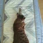 [댓글부탁해] 울 고앵이 <b>장판</b> 위에서 자는중