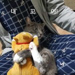 나두 길냥이다