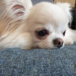 [강아지귀욤] 보시면 후회안합니다(눈정화)