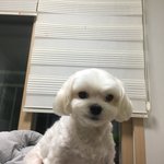 울<b>집</b> 강아지 <b>털</b> 눌린 거 볼사람