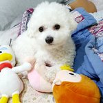 [강아지귀욤] 산 속에 살고 있는 우리 흰둥<b>짱아</b> 3탄