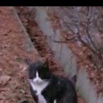 [댓글부탁해] 산<b>고영</b>이 넘우 이뻐