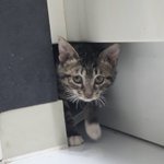 <b>미드</b>소마 본 사람 ㄷㄹㅇ