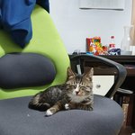 [고양이] 우리집 막둥이 <b>나비</b>4