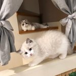 너네 바연길 옷 쓰니랑 커밋요리 쓰니랑 <b>동일</b>인물인거 알고있었음???