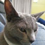 고양이))내강아지 <b>치즈</b>~2