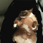 [댓글부탁해] 우리 고앵 <b>표정</b> 개웃기지 않냐