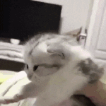 [댓글부탁해] 톡선에 헌포 생얼로 갔다는글 <b>개주</b>작인 이유