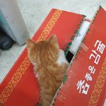[고양이] 연통에서 구조된 길냥이(인스타아뒤+추가)