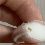 캔<b>메이크</b> 블러셔에서 구더기가 나왔어요