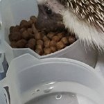 너네도 고슴이 멍<b>충이</b>같이 나온 사진 봐바