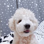 [강아지] 강아지 제발 버리지마세요!! 강아지 <b>분양</b>받으실 분!!