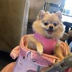 저희집 동안 강아지좀 봐주세요