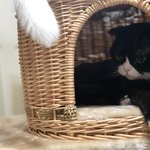 [고양이] 나도 고양이 <b>보여</b>주고 싶어 ! 6탄