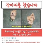 화성에서 잃어버린 <b>포메</b>를 찾습니다