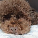 [댓글부탁해] 강아지 <b>미세</b>먼지 대처