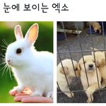 [EXO] 웤크맨 용매가 보는 <b>동물</b> 엑소