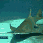 [모두드루와] 심해어의 무서운 <b>사냥</b>기술