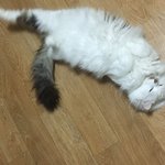 [고양이] <b>간식</b>을 내놓아라