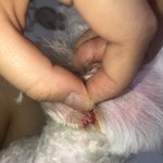[조언부탁해] 애들아 강아지 귀미용하다 찢어졋는데