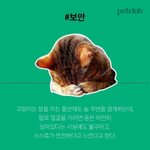 고양이가 잘<b>때</b> 발로 <b>얼굴</b>을 가리는 이유