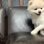 [강아지귀욤] 우리 강아지 귀엽징