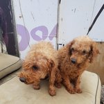 [강아지] <b>경북</b>영천 번식장을 다녀왔습니다