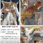 [고양이] 옆집 오빠랑 노는 쌍둥이 개냥이 <b>귀욥</b>다냥!