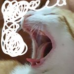우리집 냐옹이 <b>자랑</b>할래