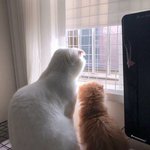 [댓글부탁해] 창모 처음 <b>안거</b> 언제냐