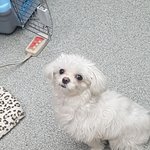 [강아지<b>귀욤</b>] 나도 우리집 말티즈 보여주고 싶어~~