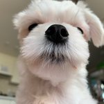 [강아지] 안냐세요 <b>춘식</b>이에요
