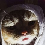 '캣<b>소시</b>즘'을 아시나요?