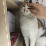 길에서 고양이를 데려왔어요