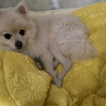 [강아지귀욤] 포동포동 세번째 ㅋㅋㅋ