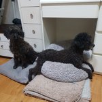 [강아지] <b>번식</b>장아이들 구조 그후