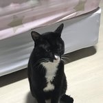 <b>고영</b>이 놀아주다가