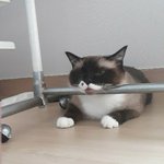 [댓글부탁해] 울 고양이 개귀<b>엽지</b>