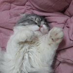 [고양이] 다들 우리 냥냥이 존잘 외모 보고 가세용