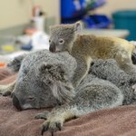 호주 코알라들 현재 상태래...