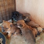 [강아지] 17마리 애기들 <b>접종</b> 좀 도와주세요