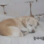 [모두드루와] <b>인절미</b> 근황